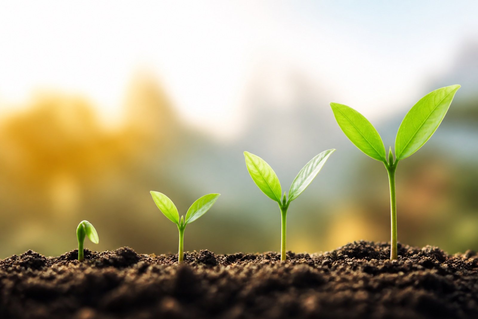 Young seedlings growing in soil